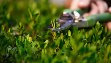 Gartenpflege